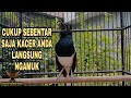 KICAUAN MENAIKAN EMOSI KACER