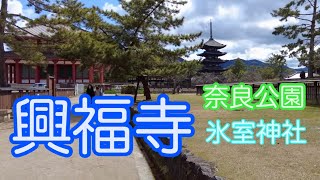 興福寺から鹿天国の奈良公園と氷室神社へ #奈良観光