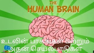 மனித உடலைப் பற்றிய சுவாரஸ்யமான உண்மைகள் //Amazing human body 👁️ functions.