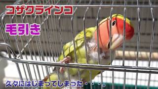 [悲惨] コザクラインコ 毛引きが始まってしまった