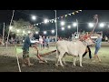 วัฒนธรรมท้องถิ่นเพชรบุรี ep.3 วัวเทียมไถ ງັວເທີຍມໄຖ artificial cattle plowing phetchaburi hd