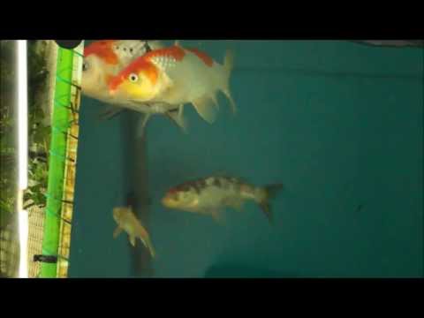 KOI SPAWNING EGGS IN FISH TANK KOI SPAWNING EGGS IN FISH TANK