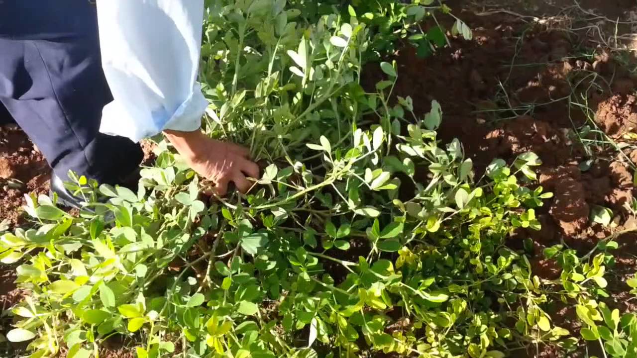 Peanut Harvest Youtube