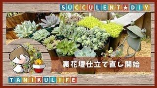 【多肉植物】裏の花壇の仕立て直し始めました｜新入りさん紹介【succulent】