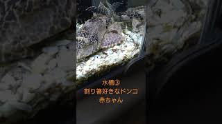 水槽③割り箸で遊ぶのが好きなドンコ赤ちゃん　#shorts #short #aquarium #baby #pets #ドンコ #どんこ　#ペット