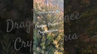 Dragon Prince Cryptomeria Short 🎶🐉👑 #wintergardening #evergreen  #conifer #shorts