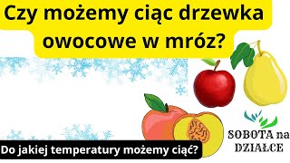 Czy można przycinać drzewka owocowe w mróz?