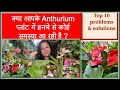 Anthurium plant Do’s and don’ts॥एंथुरियम प्लांट मुख्य समस्याएँ और समाधान॥Anthurium not flowering