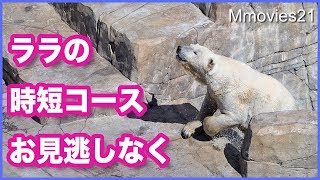 ホッキョクグマ デナリの檻ハープ ララの水浴時短コース Polar Bears in morning