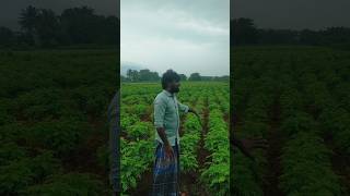 மாமா மழை விட்ட பின்னால #viralvideo #villagelife #vivasayee #karuveppilai #agriculture #farming