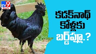 Bird flu jolts 'Captain Cool' MS Dhoni's Kadaknath chicken farming dream - TV9