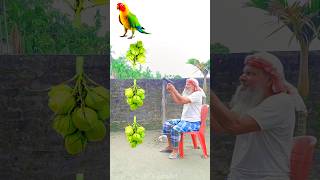 Rounding green coconuts bunch to Duck, Peacock, Pigeon \u0026 Parrot - Birds names magic video