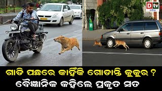 ଗାଡି ପଛରେ କାହିଁକି ଗୋଡ଼ାନ୍ତି କୁକୁର..? | Latest Odia News |@DTVODIA