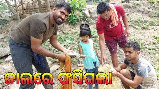 ଜାଲରେ ଫସିଗଲା 😅|| Ramesh Vlogs