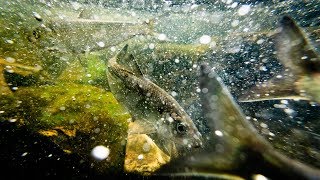 From the Field: Opening the door for migrating fish