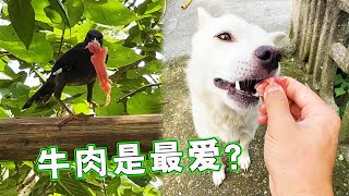 狗子看到牛肉流口水，喜鹊为了牛肉主动张嘴，这是妈妈的味道？【天下一场梦】