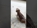 やっぱりコオロギが好きなフトアゴヒゲトカゲ 餌やり ペット動画 爬虫類