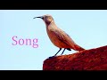 Crissal Thrasher bird song.(Toxostoma crissale).