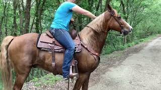 TWH Rhett on the trail