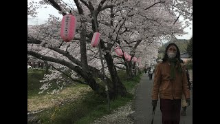 花の雪