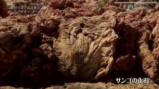 [Cantonese] Australia world heritage site :: Ningaloo Coast 澳大利亚世界遗产宁哥路海岸