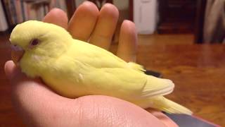 【音量注意】先輩に歓迎される新入りセキセイインコ（メス♀中ひな２羽・オス♂若鳥１羽）－かごの外に出してみた（３５０）