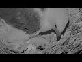 Beautiful eagle mom with new born eaglet | Sea-EagleCAM | Aug 7, 2024