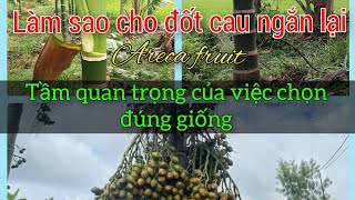 làm thế nào cho đốt Cau ngắn lại? 