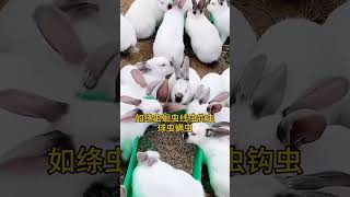 兔子喝水加一片，体内外寄生虫打一遍 #兔子养殖 #养兔 #科学养兔 #三农  #rabbit #肉兔养殖 #pets