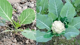 How To Grow Cauliflower To Fast Harvesting in 45 Days / grow easily Baby plant till harvesting