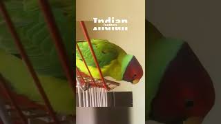 plum head Parrot | Indian Parrot | talking parrot | Indian Parrot talking | #shorts #viral #parrot