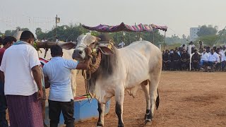 కొప్పురావురు 6పళ్ళ విభాగంలో 6వ జత Koppuravuru Bull Race