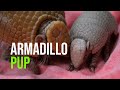 First Healthy Armadillo Pup Born At Point Defiance Zoo & Aquarium