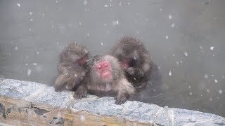 函館市熱帯植物園 冬の風物詩温泉にゆったり浸かるお猿