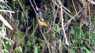 Long-tailed Minivet (Female) - 1