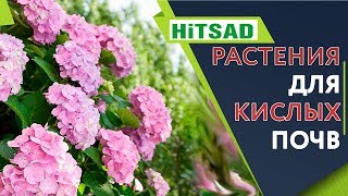 Растения которые ОЧЕНЬ Любят Кислые Почвы 🌺 Цветы для кислой почвы 🌺 Советы От Хитсад ТВ