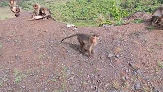 Jungle monkey || Satara || Eating bread||