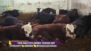 Etten Süte  - İthal Hayvanlarda Bakım ve Besleme