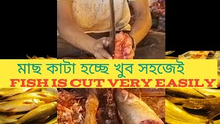 Fish is cut very easily - মাছ কাটা হচ্ছে খুব সহজেই #fishing #fish