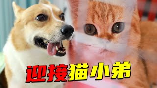 狗狗成精了，发现主人接的是小奶猫后，狗子竟然直接怒吼叫它滚？｜柯基｜宠物