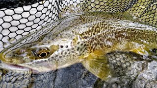 PESCA TROTA MARMORATA A SPINNING - CRAZY ATTACK