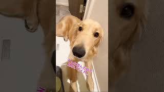 静かに佇むのやめて #ゴールデンレトリバー #子犬 #大型犬 #goldenretriever