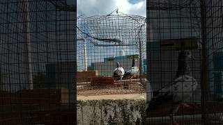 புறா வெயில் காய்ச்சல் பகுதி2 bignners try this method romba useful ah இருக்கும் #pigeon 💥💯🕊️🌞