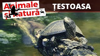 Emys orbicularis, singura testoasa de apa din Romania