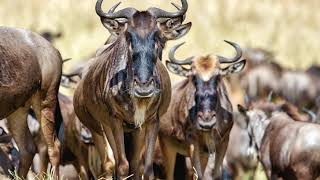 Wildebeest Sounds in the Serengeti