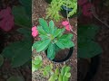 Crown-of-thorns / Euphorbia milii / Christ plant #shortsfeed #shortvideos #nature #viral #ytvideo