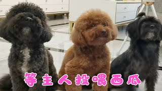 The daily life of black tea elder sister and three dogs, feeding the dogs watermelon, sitting side