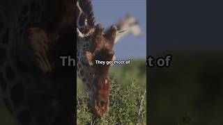 The Giraffes Facts You Didn't Know