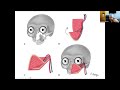 sight sound bites mandibular and maxillary 3d modeling in head and neck reconstruction