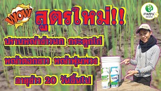 สูตรกำจัดหญ้าข้าวนก หญ้าดอกขาว และหญ้ากระดูกไก่ ไวซีแอล เอลซุ